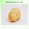 Chinese Fresh Potato in Good Quality